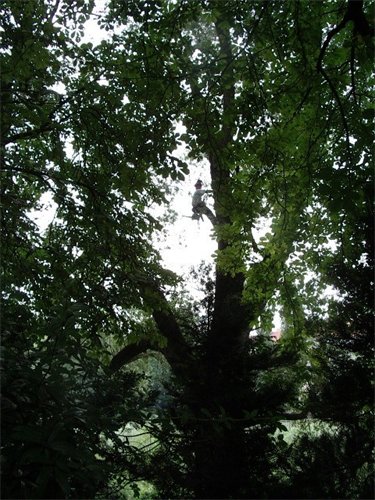 375_500_csupload_32625738